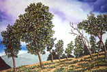 The Rockies: Aspens